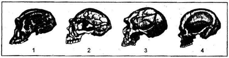with prominent brow-ridges, while the brain though larger than that of Homo habilis, was only seventy per cent of the sise of a Homo sapiens brain.