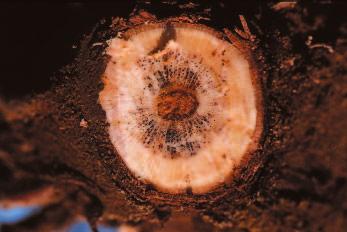 I. Rumbos and A. Rumbou Fig. 1. Cross-section through the basal end of the rootstock stem of a 2-