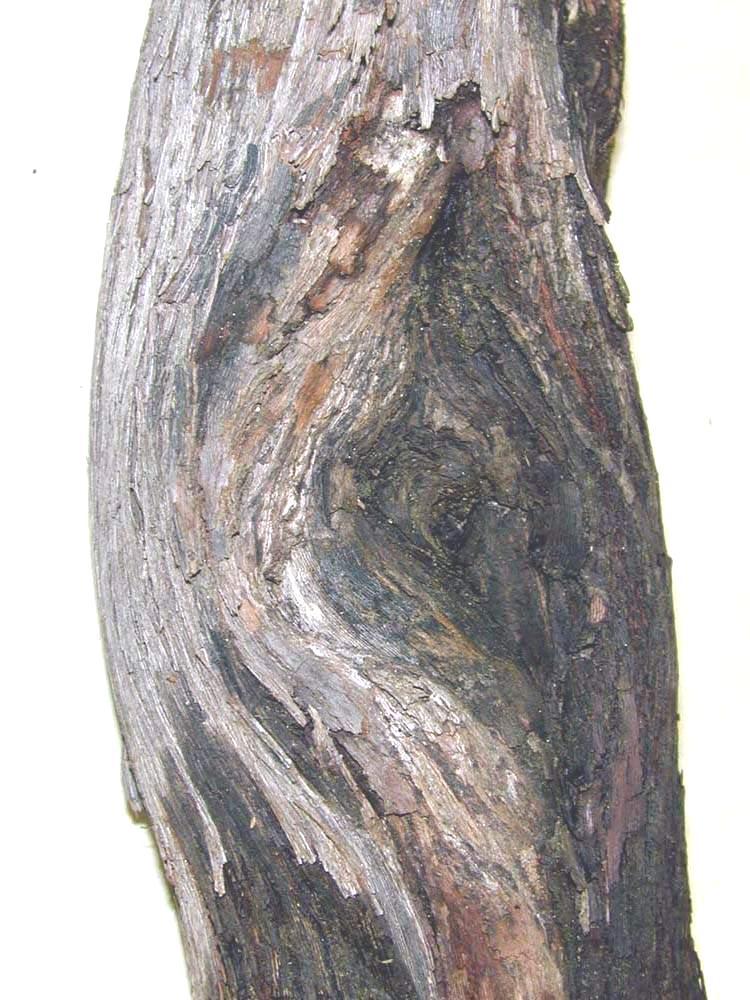 EUTYPA DIEBACK wood symptoms Wedge of dead