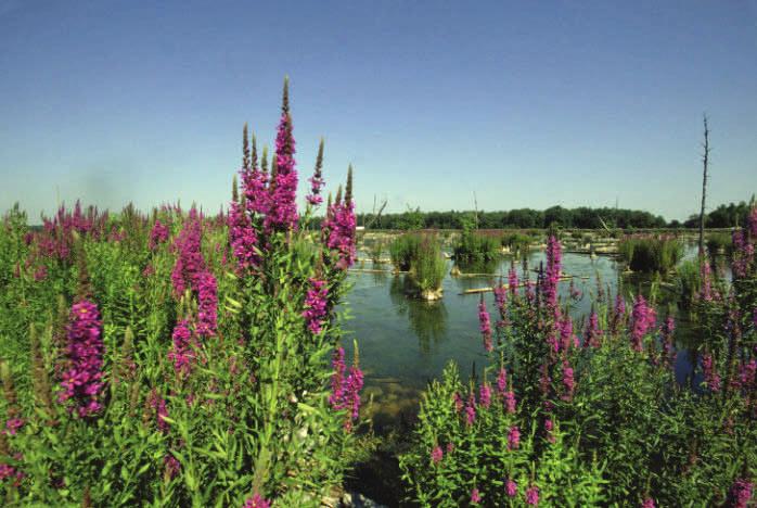 This species can easily outcompete other emergent species, such as cattails and other wetland plants.