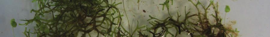 Thus it is not dependant on sediment depth or type, although it requires high water nutrients to sustain its growth. Slender riccia is a nonflowering plant that reproduces via spores.