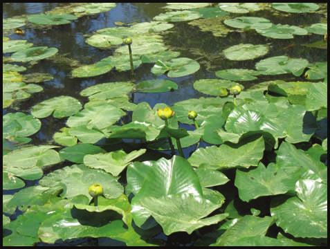 PAGE 14 THE AQUATIC PLANTS OF MOUNTAIN LAKES CREATED MARCH 2017 Spatterdock (Nuphar variegata) Native Common Name: yellow pond lily, bullhead pond lily, spatterdock.