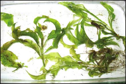 CREATED MARCH 2017 THE AQUATIC PLANTS OF MOUNTAIN LAKES PAGE 3 Bassweed (Potamogeton amplifolius) Native Common Names: Large-leaf Pondweed, Bass Weed, Musky Weed.