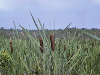 Broad sword-like leaves are a distinctive characteristic of this species along with a brown, cylindrical flowering spike.