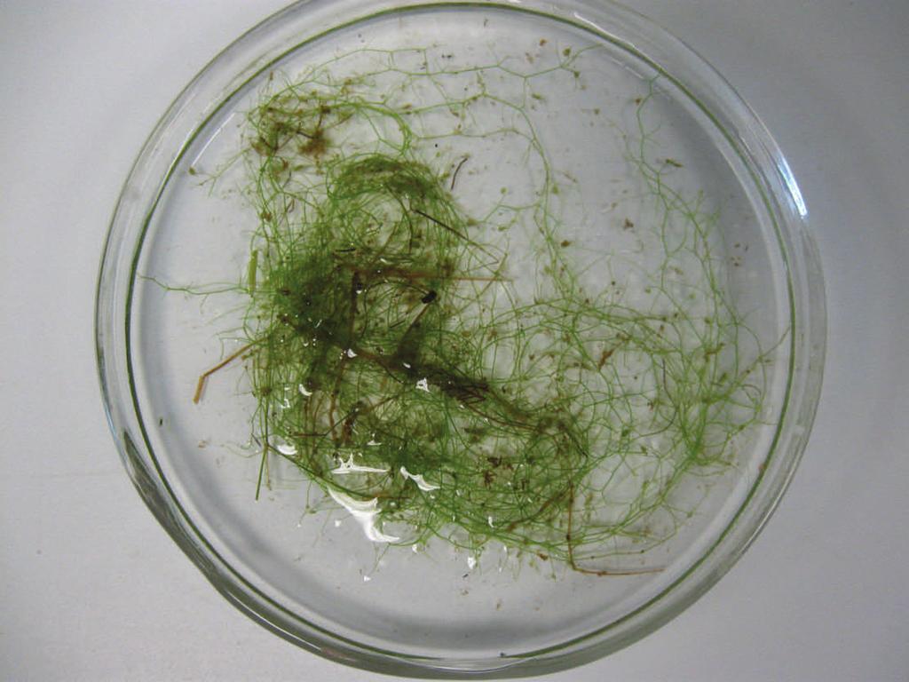 It is sometimes mistaken for algae. It has short side braches that fork once or twice, a defining characteristic. Small bladders, used to capture live prey, are situated on these side branches.