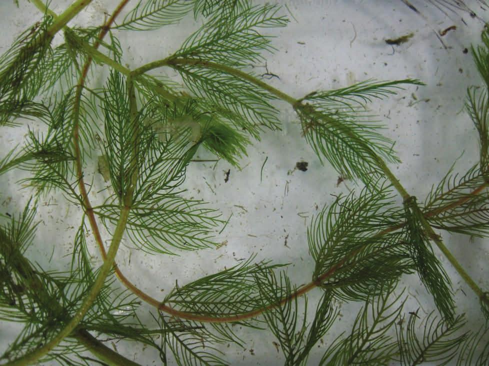 The margins of the leaves are wavy and finely serrated, hence its name. No floating leaves are produced. Curly-leaf pondweed can tolerate turbid water conditions better than most other aquatic plants.
