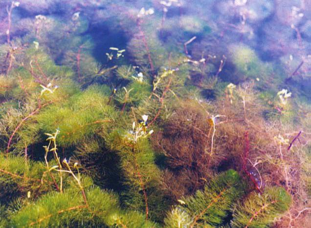 PAGE 8 THE AQUATIC PLANTS OF MOUNTAIN LAKES CREATED MARCH 2017 Fanwort (Cabomba caroliniana) Invasive Common Name: fanwort.