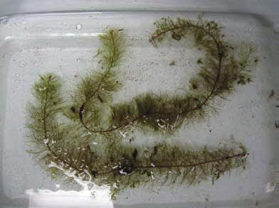 CREATED MARCH 2017 THE AQUATIC PLANTS OF MOUNTAIN LAKES PAGE 9 Low Water Milfoil (Myriophyllum humile) Native Common Name: Lowly water milfoil.). Low water milfoil is a submersed perennial with delicate stems usually less than one meter long.
