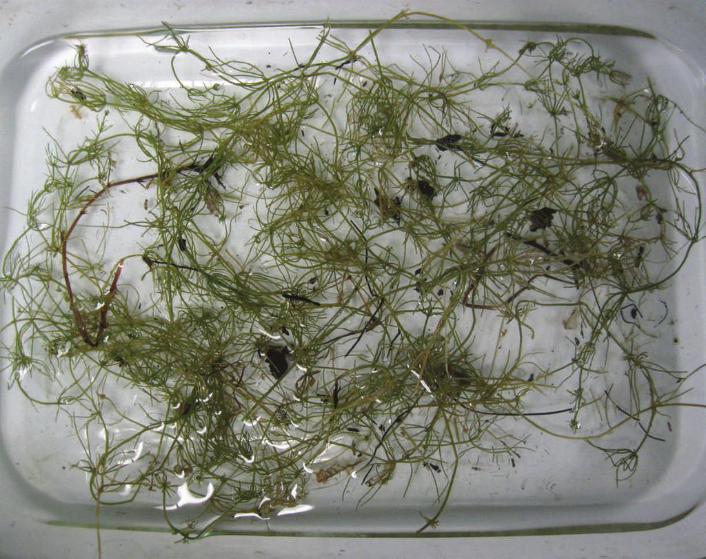 Flowers are produced in axils of submersed and emersed leaves. Low water milfoil inhabits shallow ponds and streams, preferring muddy banks after water recedes.