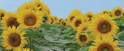 NUSUN SEED The NuSun sunflower oil profile was developed by the U.S. National Sunflower Association, in coordination with the USDA, to create an oil essential for the food industry.
