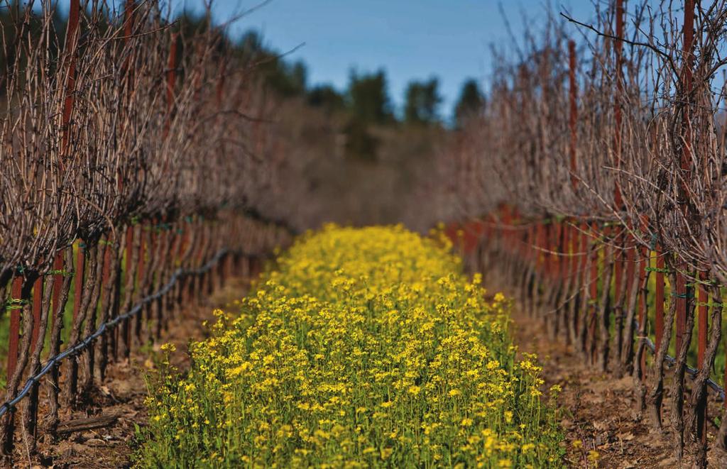 certified sustainable: annual report 2017 VINEYARDS The following 2017 data demonstrates the 1,099 vineyards commitment to sustainable practices, many of which go above and beyond minimum