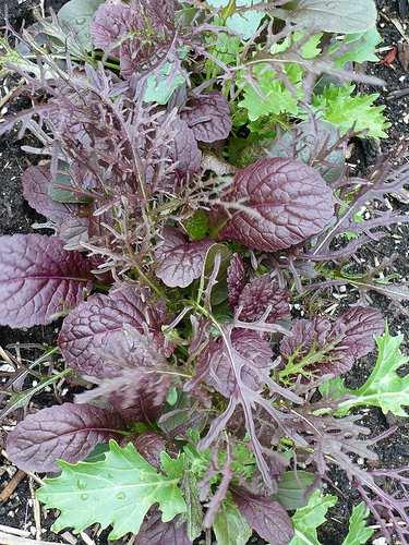 Mesclun Mixes Available from various seed companies Lettuce blends Spicy blends Mild blends Warm Season Greens WE MUST