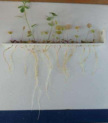 Poor root growth Intolerance of alfalfa to acidic soils Tolerance to low ph