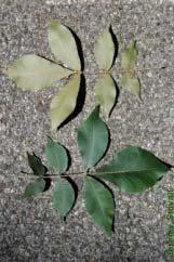 FOR 219: Dendrology Lab 11, VT Fact Sheets Page 1 of 8 crapemyrtle Lythraceae Lagerstroemia indica Leaf:Opposite or some leaves alternate or