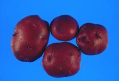 54. POTATO (Solanum Tuberosum L.) Potatoes are herbs which have been used in the human diet for a very long time.