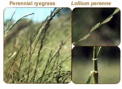 Perennial ryegrass Lolium perenne 10 Perennial (short lived) Cool season Bunch grass