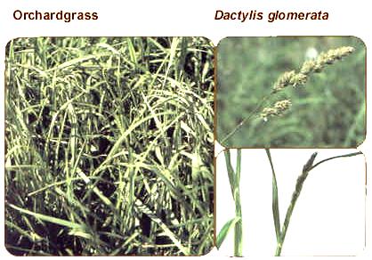 Orchardgrass Dactylis glomerata 11 Perennial grass Cool