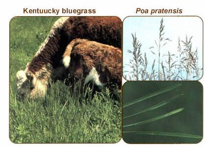 Kentucky bluegrass Poa pratensis 12 Perennial grass Cool season