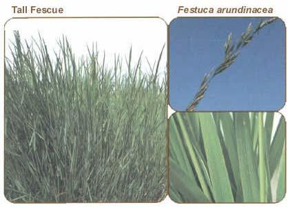 Tall fescue Festuca arundinacea * 13 Perennial grass Cool season Bunch grass; forms a