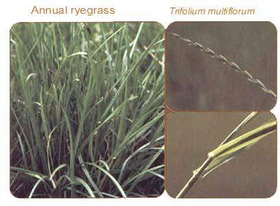 Annual ryegrass Lolium multiflorum 14 Annual Cool season Grows 1 to 2