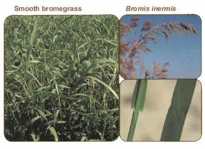 Smooth bromegrass Bromus inermis * 15 Perennial grass
