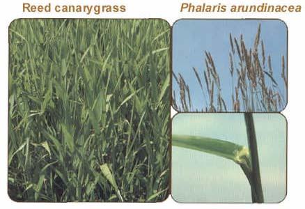 16 Reed canarygrass Phalaris arundinacea * (native) Perennial grass Cool season Sod