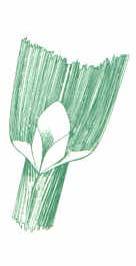 Rolled in the bud shoot, flat, up to 1/2-inch wide Ligule: Large membranous ligule,