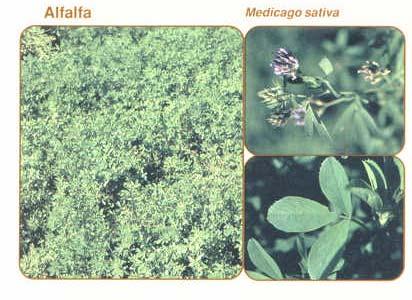 Alfalfa Medicago sativa 19 Perennial Legume