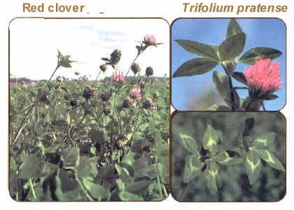Red clover Trifolium pretense 20 Biennial or short lived perennial legume Growth is from