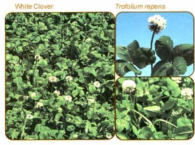 White clover Trifolium repens 22 Perennial legume Spreads by stolons