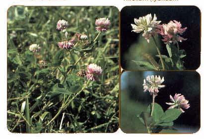 Alsike clover Trifolium hybridum 23 Perennial short lived legume Growth from