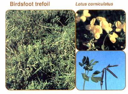 Birdsfoot trefoil Lotus corniculatus 24 Perennial legume Growth occurs from