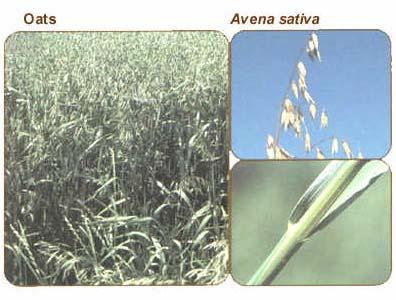 Oats Avena sativa 7 Annual cereal grain Cool season Grows 2 to 4 feet