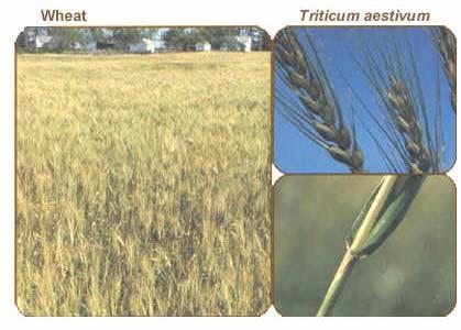 Wheat Triticum aestivum 8 Annual cereal grain Grows 2 to 3