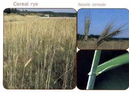 Cereal rye Secale cereale 9 Annual cereal grain Grows 3 to 5 feet
