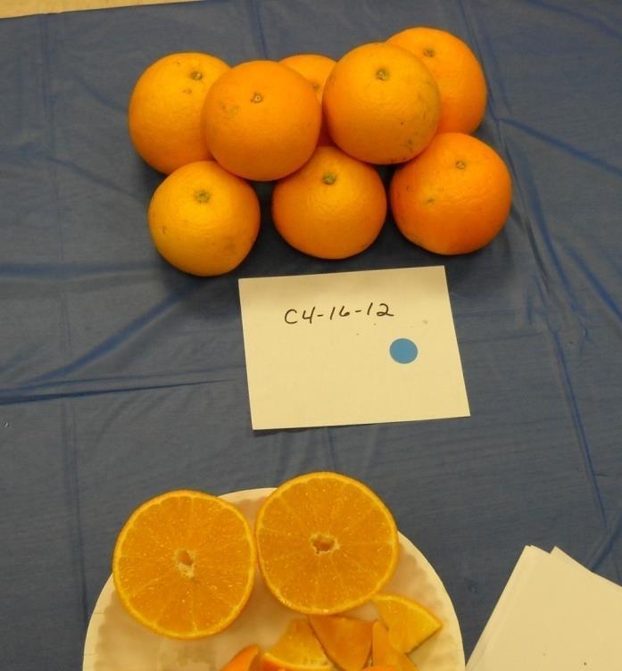 Can we breed seedless (or low-seeded) sweet orange hybrids tolerant of HLB? Maybe!