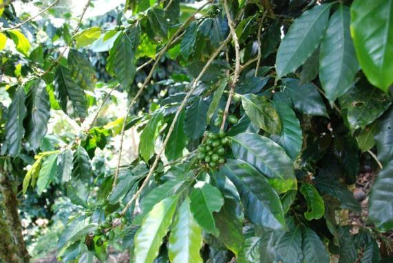sub-national level Some coffees are found to be exportable quality after the site visit Able to claim coffee that can protect forest