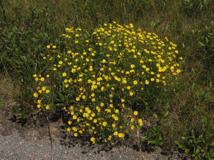 sickle-leaved golden aster (Pityopsis falcata) A common plant in