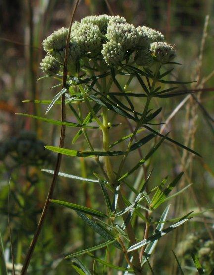 slender-leaved mountain mint (Pycnanthemum tenuifolium) A locally rare