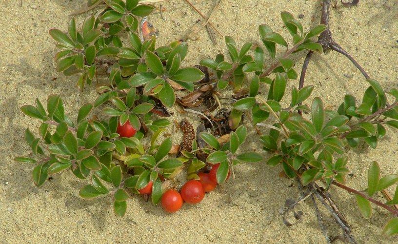 bearberry (Arctostaphylos uva-ursi) A nice evergreen