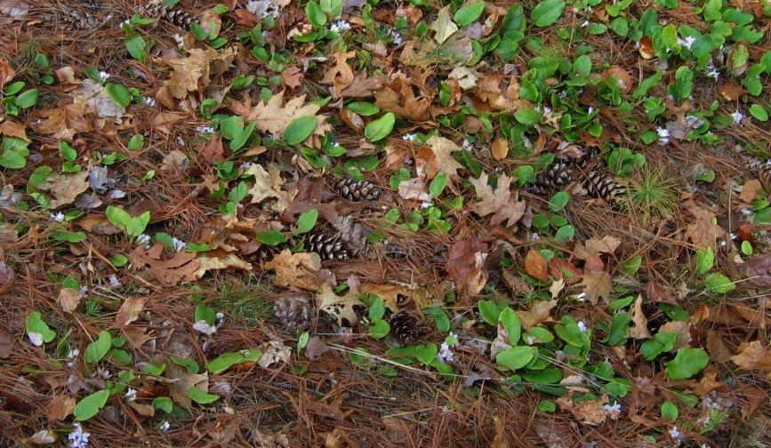 mayfolwer or trailing arbutus (Epigaea repens)