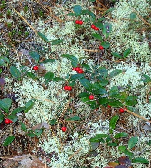 wintergreen (Gaultheria