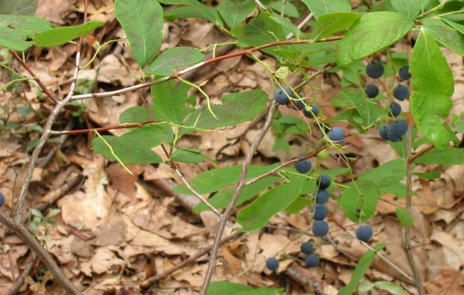 dangleberry (Gaylussacia frondosa) Also yields edible berries.