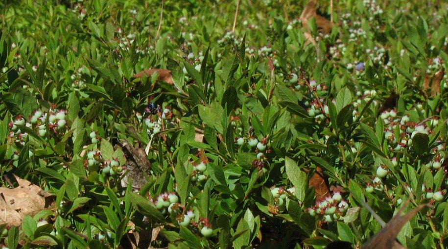 lowbush blueberry (Vaccinium angustifolium) A low shrub