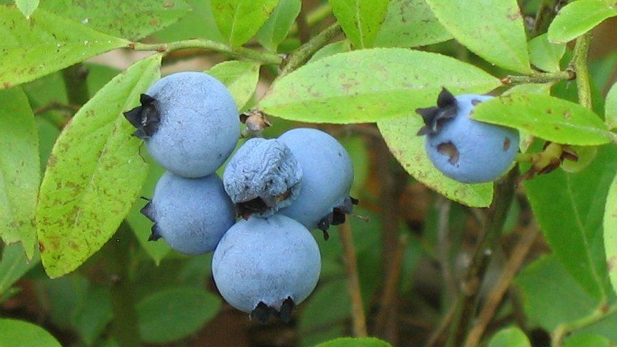 lowbush blueberry