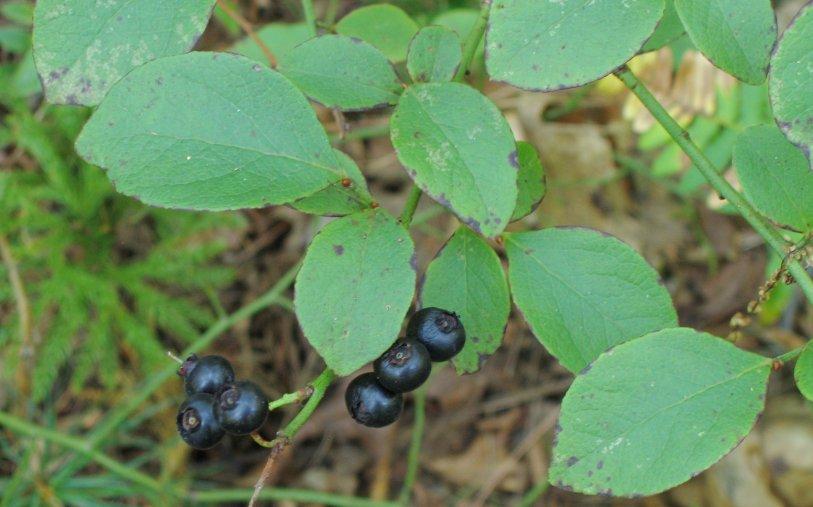 hillside blueberry