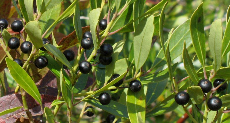 inkberry (Ilex glabra) A shrub with glossy evergreen foliage naturally