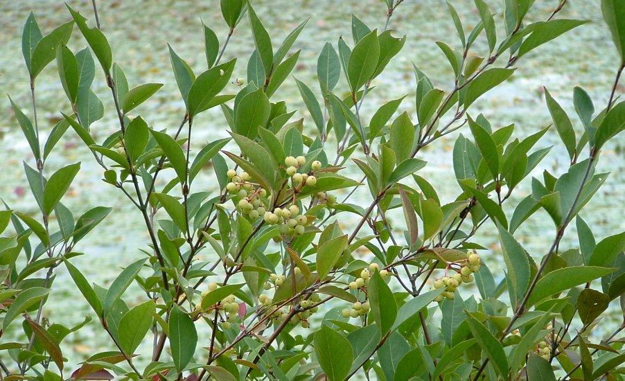 wild raisin (Viburnum nudum var.