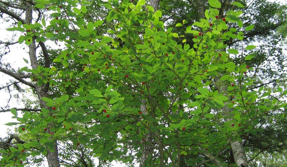 mountain holly (Nemopanthus mucronatus) A tall shrub