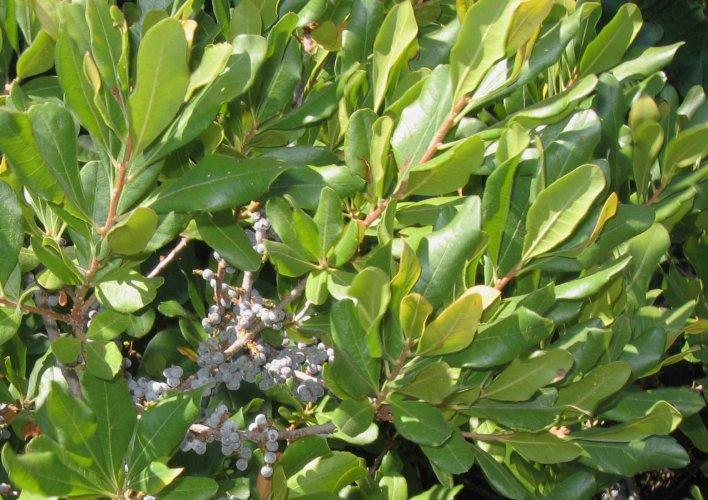 candleberry (Myrica pensylvanica) Produces copious dry fruit of light gray color close